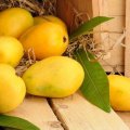 Спелое манго: правила выбора, описание с фото, признаки спелости и польза