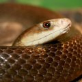Змея тайпан: фото, разновидности, нрав и образ жизни